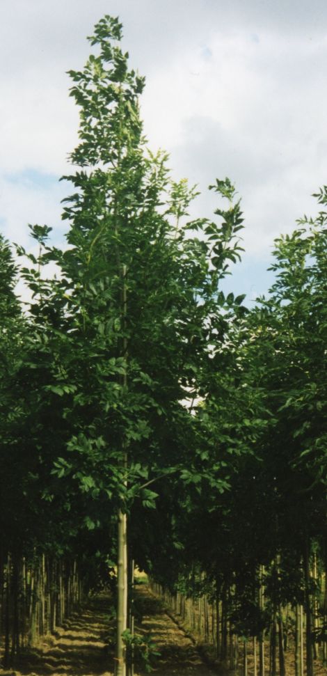 Healthy ash trees in a nursery