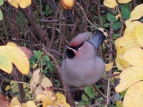 ... and an uncounted one in a garden in Lunna - Photo: Megan Williamson.