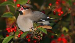 A waxwing in a Scalloway garden - Photo: Rob Fray