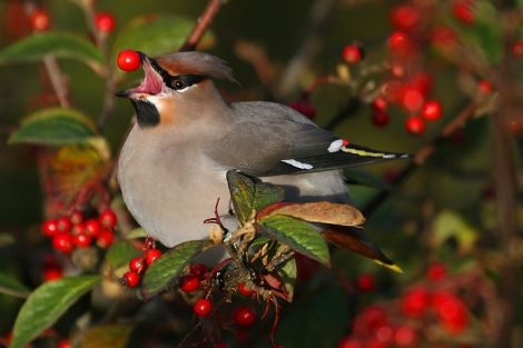 A waxwing in a Scalloway garden - Photo: Rob Fray