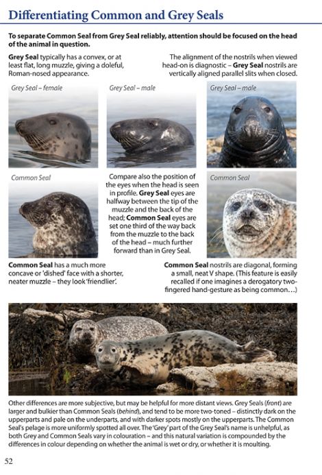 The book shows you how to tell the difference between a common and a grey seal.