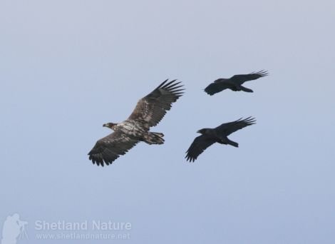 The sea eagle being mobbed. Pic. Rob Brookes/Shetland Nature