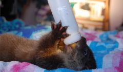 Ada the otter gets to grips with her bottle. Pic. Hillswick Wildlife Sanctuary