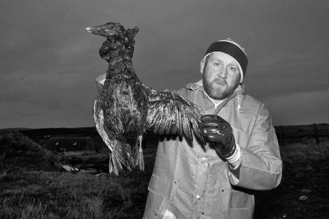 Just under 2,000 birds were found dead during three weeks of beach patrols. Photo: Malcolm Younger/Millgaet media