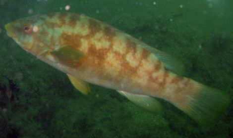 A ballan wrasse, almost 10,000 of which have been culled after a disease outbreak