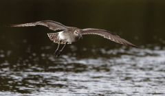 The whimbrel has become the focus of the legal argument over the Viking Energy wind farm. Pic. RSPB