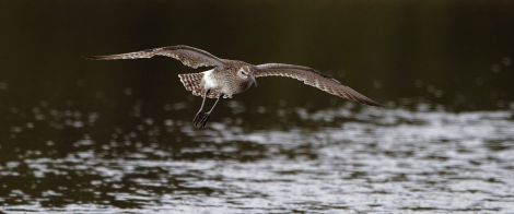 The whimbrel has become the focus of the legal argument over the Viking Energy wind farm. Pic. RSPB