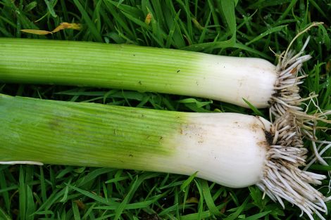 Some leek fresh from the garden - all photos: Rosa Steppanova/Lea Garden