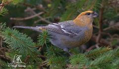 This pine grosbeak is only the third such bird ever recorded in Shetland - Photo: Hugh Harrop/Shetland Wildlife