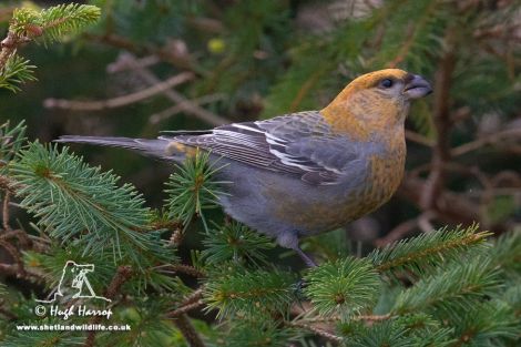 This pine grosbeak is only the third such bird ever recorded in Shetland - Photo: Hugh Harrop/Shetland Wildlife