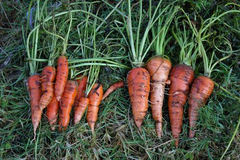 January carrots.