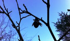 A solitary hazelnut silhouetted against the sky in the Loch of Voe woodland. Photo Shetland Amenity Trust