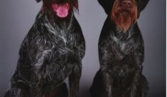 Gunnarr (left) and Ylva returned from Crufts with five rosettes between them. Photo Fiona Johnson