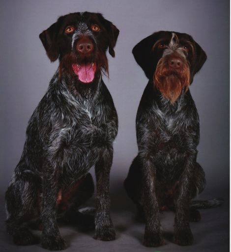 Gunnarr (left) and Ylva returned from Crufts with five rosettes between them. Photo Fiona Johnson