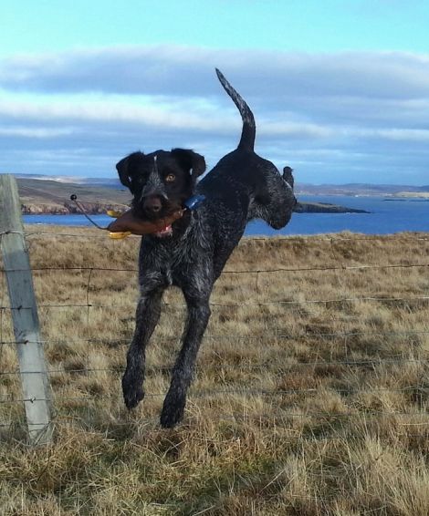 Gunnarr dummy training on Shetland's west side. Photo Fiona Johnson