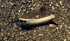 The foot long section of mammoth tusk found near the Total gas plant construction site. Photo AF Images