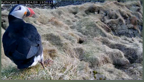 A puffin captured by Puffincam 3 on Tuesday. Photo Promote Shetland