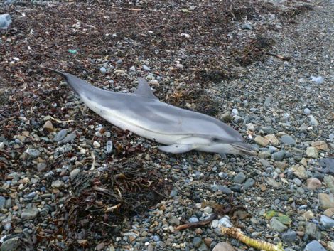 The striped dolphin found at Brei Wick on Thursday. Photo Juan Brown