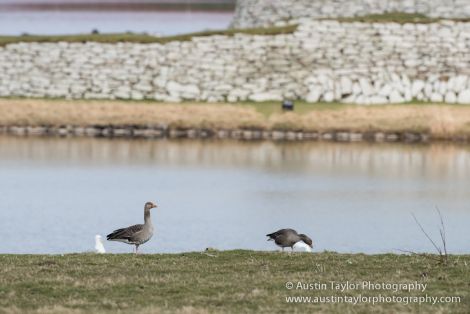 Greylag geese starting to invade Lerwick - Photo: Austin Taylor