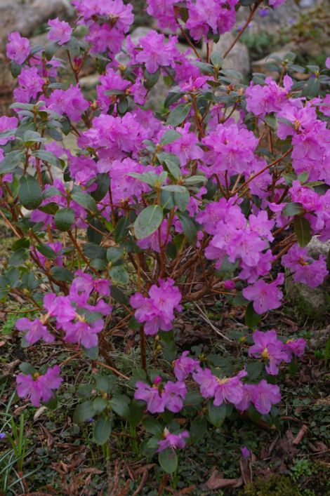 Rhododendron praecox