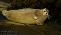 The third sighting of a bearded seal within four years - Photos: Brydon Thomason