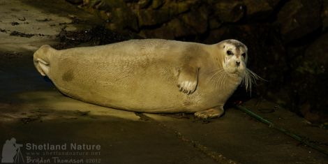 The third sighting of a bearded seal within four years - Photos: Brydon Thomason