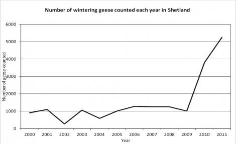 Number of wintering geese counted each year in Shetland.