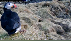 This puffin was caught on Puffincam 3 in early April shortly after the birds arrived to breed in Shetland. Photo Promote Shetland