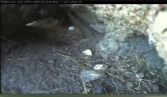 The egg! Danielle Gervois caught Puffincam 1 capturing the egg during a brief moment on Wednesday morning when it was not being incubated. Photo Promote Shetland