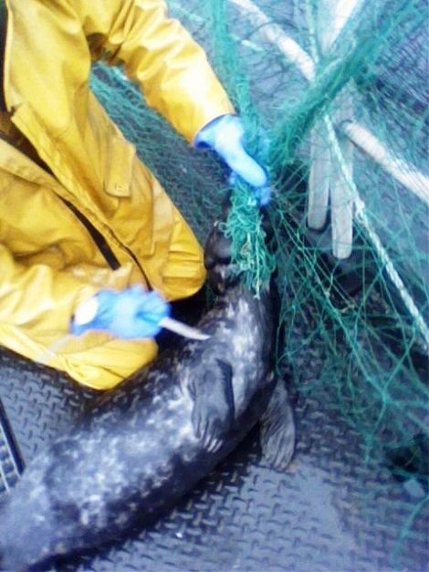 One of two photos submitted by the Scottish SPCA as part of their evidence that seals were killed by illegal nets set at Meridian Salmon's fish farm in Vaila Sound. Photo SSPCA