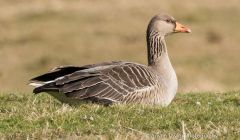 Greylag goose - Photo: AustinTaylor