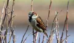 A ringed house sparrow.