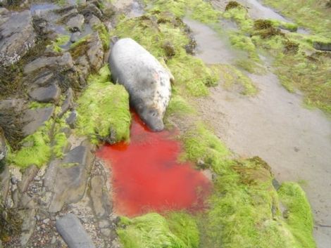 Photo Orkney Seal Rescue