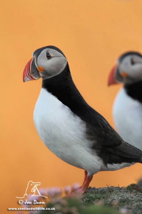 A puffin captured on camera at Sumburgh Head on Sunday evening by Jon Dunn leading a tour for Shetland Wildlife