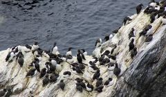 Guillimots at Sumburgh Head in June this year - Photo: Hans J Marter/ShetNews