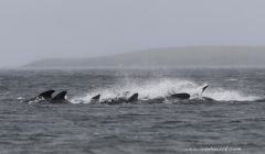 A commotion as the pod of pilot whales start to head back out to sea. Photo Ivan Hawick