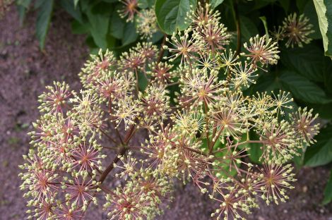 Aralia casmeriana.