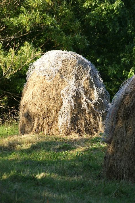 The stressful 'hay days'.