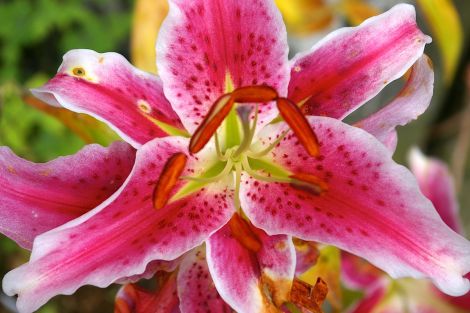 Lilium orientale cultivar.