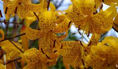 The well known yellow tiger lily - all photos: Rosa Steppanova/Lea Gardens