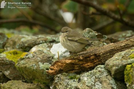 Shetland Nature wildlife tour guide Brydon Thomason took this photo of the Cape May Warbler on Wednesday afternoon.