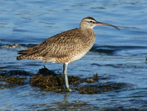 Whimbrel's declining numbers in Shetland have played a key part in the case.