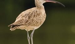 Viking’s application said that 3.7 whimbrel were likely to be killed by the wind farm every year - Photo: Viking Energy