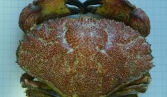 The Toothed Rock Crab handed in to the NAFC, the first one found off Shetland for nearly 50 years.