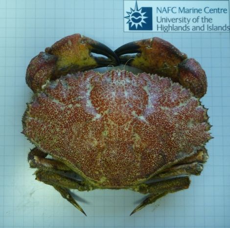 The Toothed Rock Crab handed in to the NAFC, the first one found off Shetland for nearly 50 years.