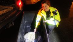 PC Victoria Duthie overcomes her fear of seals on Christmas morning. Photo Shetnews