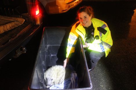 PC Victoria Duthie overcomes her fear of seals on Christmas morning. Photo Shetnews