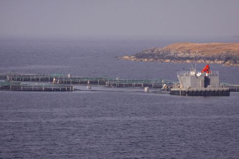 Hjaltland Seafarms' Laxfirth site suffers more seal attacks than any other and is one of the salmon farms being fitted with Econets.