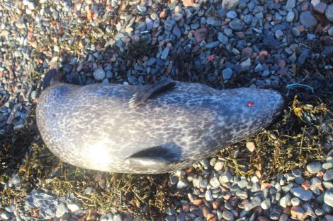 The young female common seal that washed up on Hillswick's East Ayre on 5 January. Photo HWS