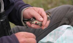 The tagged red-necked phalarope made a 16,000 miles round trip - Photos: Adam Rowlands/RSPB